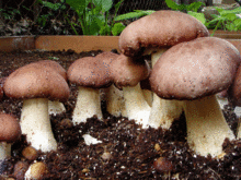 Mushrooms Growing in the Dirt | Year Round Workshops