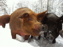 Pigs Playing in the Snow | Year Round Workshops