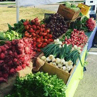 Fresh Vegetables Displayed for Sale | Year Round Workshops