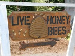 Live Honey Bees Sign | Beekeeping - Daily Entertainment