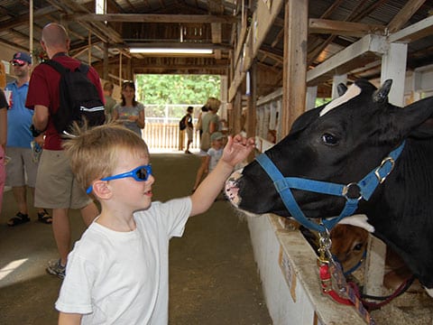 Boy Petting Cow's Nose | 4H Program