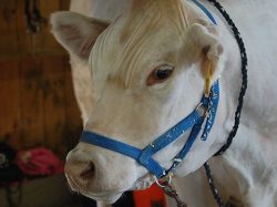 White Cow | Annual Marshfield Fair General Information