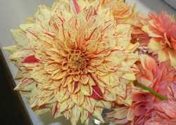 Yellow and Red Flower | Horticulture
