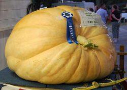 Giant Pumpkin | Agriculture Exhibitor Information