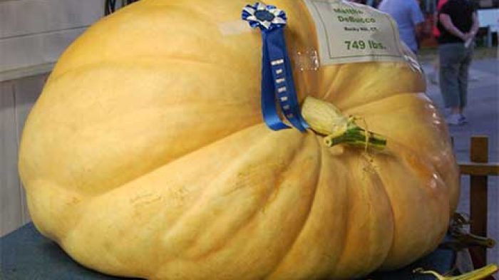 Giant Pumpkin | Daily Entertainment