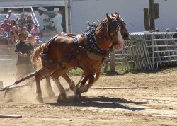 Pair of Horses Pulling Weight | Horse, Oxen & Pony Pulls