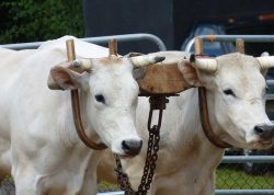 Pair of Oxen | Oxen Pulls