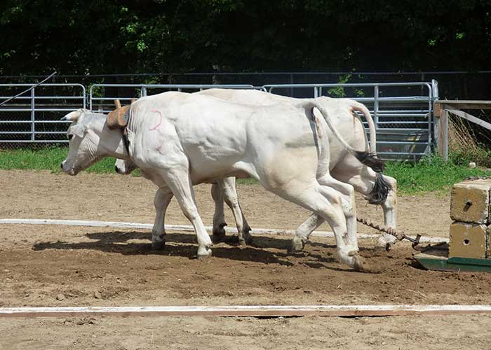 Oxen Pulling | Oxen Pulls