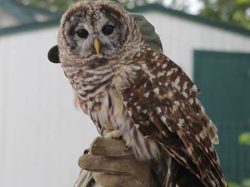 Owl Perched on a Man's Hand | Raptors | Daily Entertainment