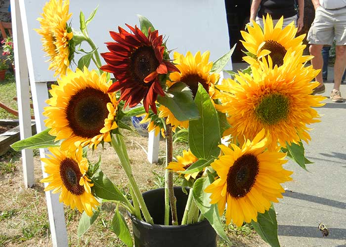 Sunflowers in a Bucket
