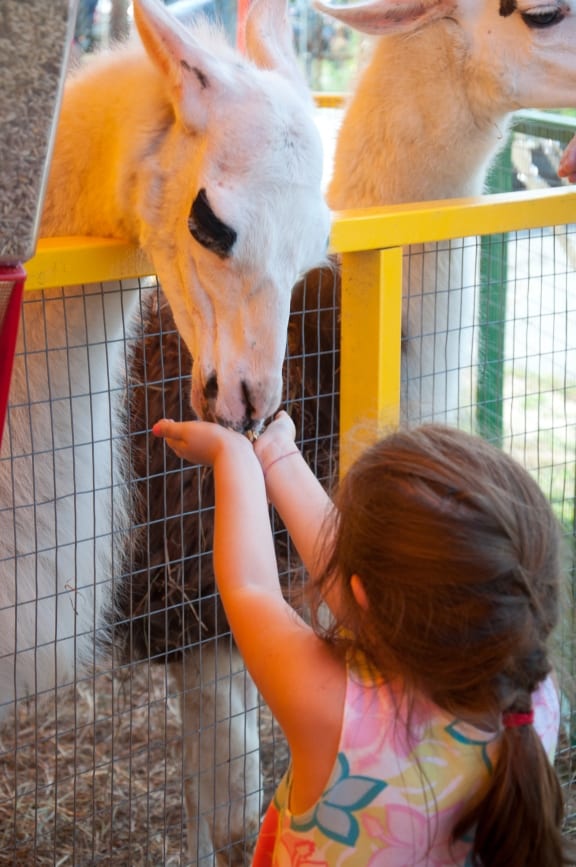 girl feeding animal - Marshfield Fair : Marshfield Fair